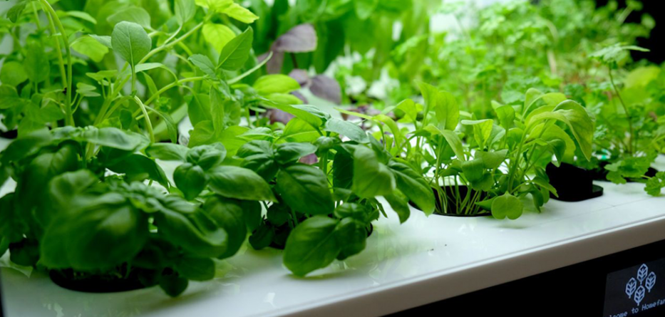 Benefits of growing herbs and vegetables using hydroponics