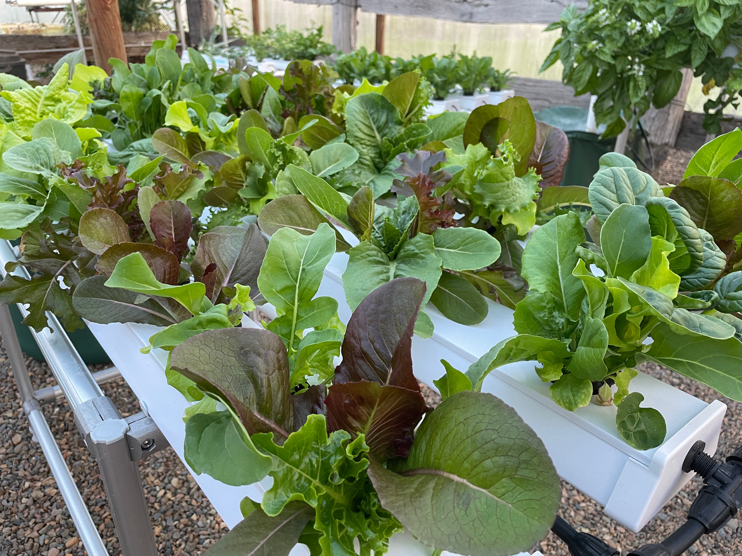 Grow Fresher, Healthier, and More Cost-Effective Veggies on The Salad Table