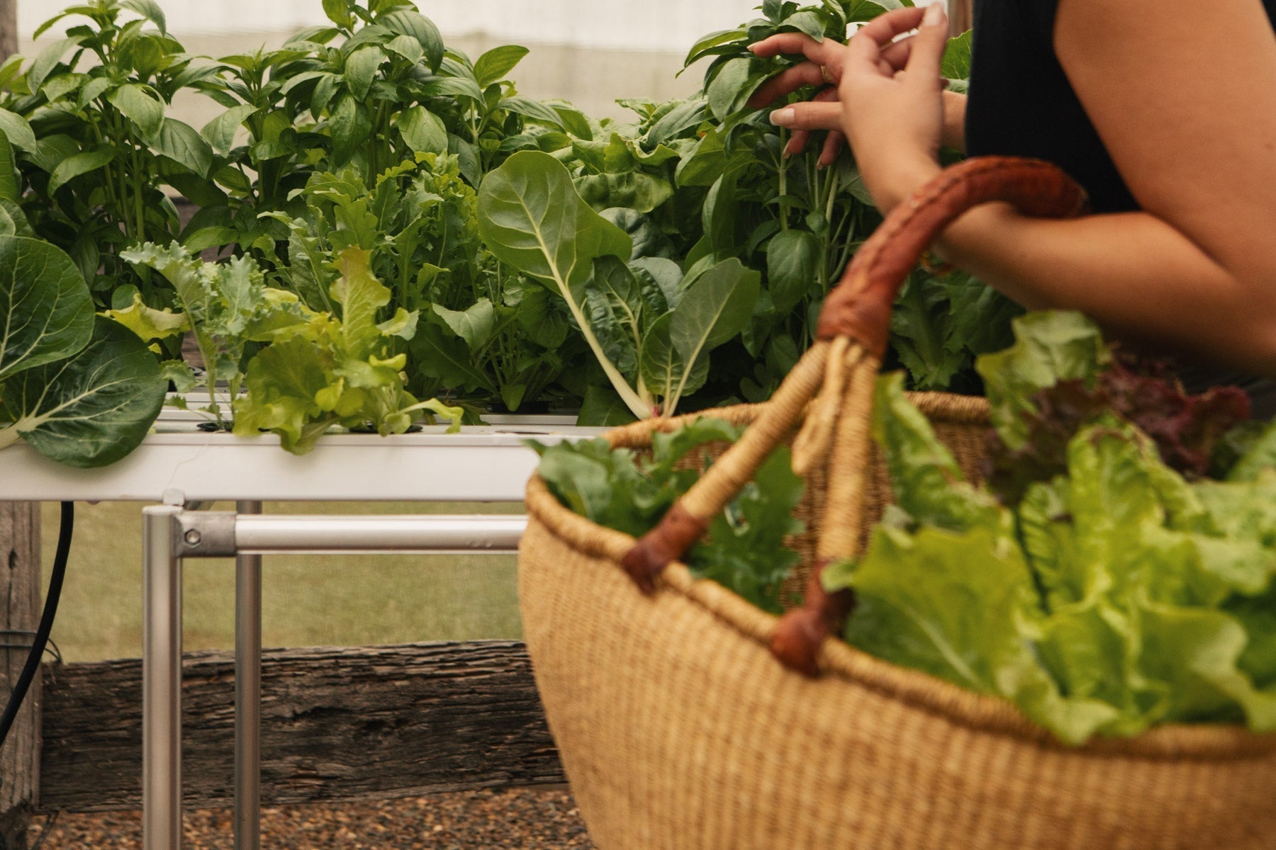 The 5 Biggest Myths About Hydroponic Gardening—Busted!